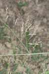 Switchgrass 